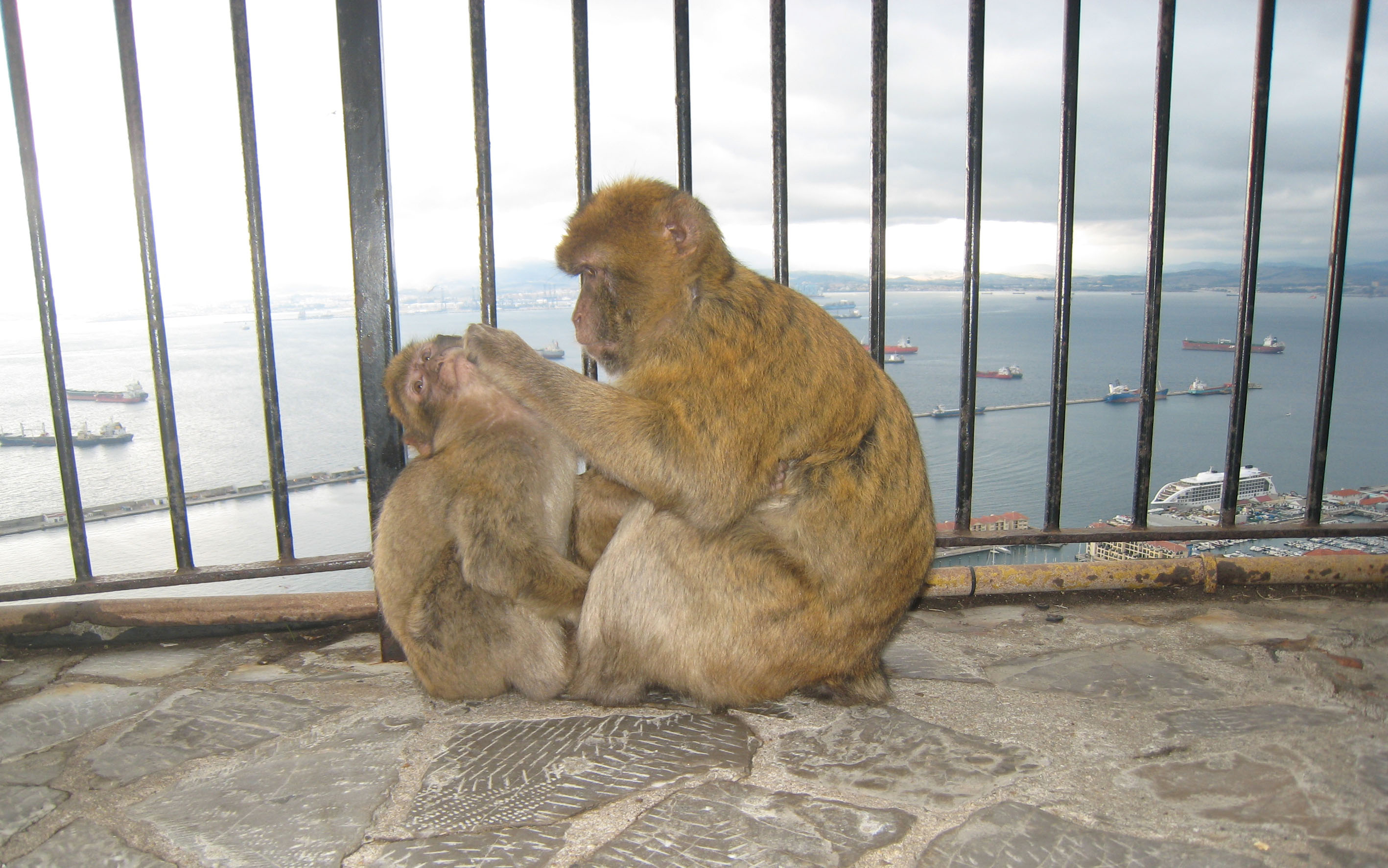 Gibraltar monkeys